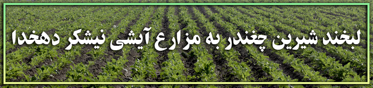 چغندر