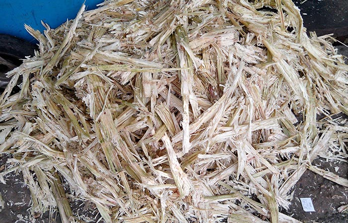 p-Sugarcane_bagasse