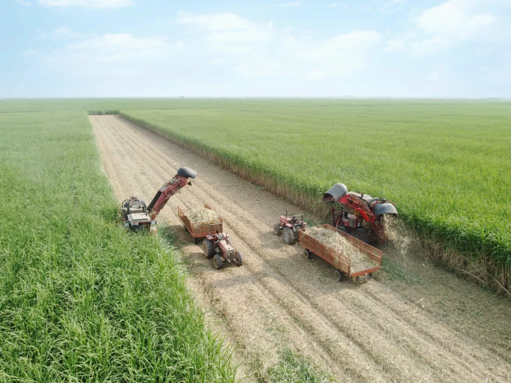 برداشت-سبز-2-1024x768