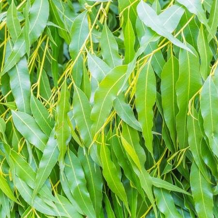 eucalyptus