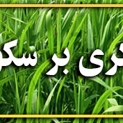 قهرمان نیشکر