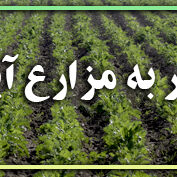چغندر